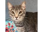 Adopt Scrappy a Domestic Short Hair
