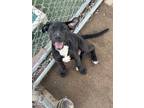 Adopt Puppy Marty a Mixed Breed