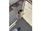 Adopt Nate a Mixed Breed