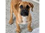 Adopt JC a Hound