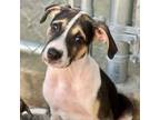 Adopt Paul a Catahoula Leopard Dog, Mixed Breed