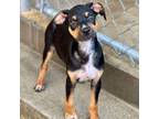 Adopt Chris a Hound