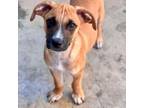 Adopt Lance a Hound