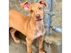 Adopt Howie a Hound
