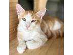 Adopt Kumquat a Domestic Long Hair