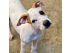 Adopt Justin a Hound