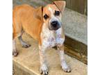 Adopt Joey a Hound