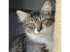 Adopt Tamarind a Domestic Long Hair