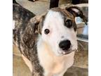 Adopt Fred a Catahoula Leopard Dog, Mixed Breed