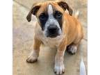 Adopt Nick a Hound