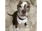Adopt Tobias a Mixed Breed