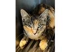 Adopt Nicki a Calico