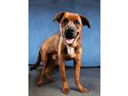 Adopt Koning a Labrador Retriever, Mixed Breed