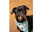 Adopt Flan a Rottweiler, Mixed Breed