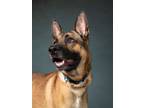 Adopt Bubba a German Shepherd Dog, Mixed Breed