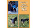 Adopt 2023-07-179 *Hoover* a Shar-Pei, Labrador Retriever