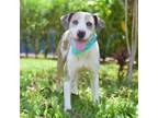Adopt Turtle a Mixed Breed