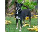 Adopt Walter a Mixed Breed