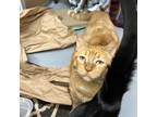 Adopt Doug a Domestic Short Hair