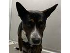 Adopt Zeus a Australian Cattle Dog / Blue Heeler