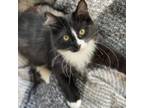 Adopt Simone a Domestic Medium Hair
