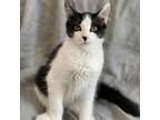 Adopt Suni a Domestic Medium Hair