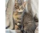 Adopt Logan a Domestic Short Hair