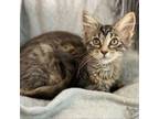 Adopt Vanessa a Domestic Short Hair