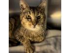 Adopt Beal a Domestic Short Hair