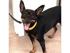 Adopt Buster a Miniature Pinscher