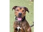 Adopt Beanie a Pit Bull Terrier, Mixed Breed
