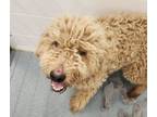 Adopt Ramen a Poodle, Golden Retriever