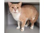 Adopt Captain Jeralt a Domestic Short Hair
