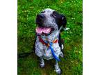 Adopt Shallow a Mixed Breed