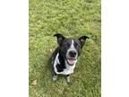 Adopt Owen a Pit Bull Terrier, Mixed Breed