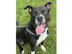 Adopt Francis a Pit Bull Terrier, Mixed Breed