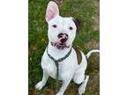 Adopt Mogli a Pit Bull Terrier, Mixed Breed