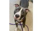Adopt Baloo a Pit Bull Terrier, Mixed Breed