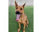 Adopt Terry a German Shepherd Dog