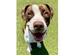 Adopt Gumball (FOSTER TO ADOPT) a Mixed Breed