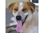 Adopt Alfred a Cattle Dog, Great Pyrenees