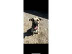 Adopt Bingo a Shepherd, Mixed Breed
