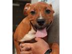 Adopt Canelo a Boxer, Mixed Breed