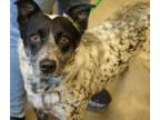 Adopt Teddy a Australian Cattle Dog / Blue Heeler, Mixed Breed