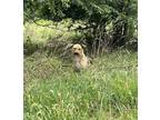 Adopt Atlas a Mixed Breed