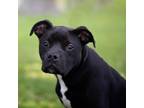 Adopt Racetrack a Boxer, Pit Bull Terrier