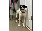 Adopt Breach a Pit Bull Terrier