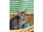 Adopt Topper a Domestic Short Hair
