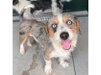 Adopt Filbert a Terrier