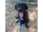 Adopt Tall Tale a Retriever